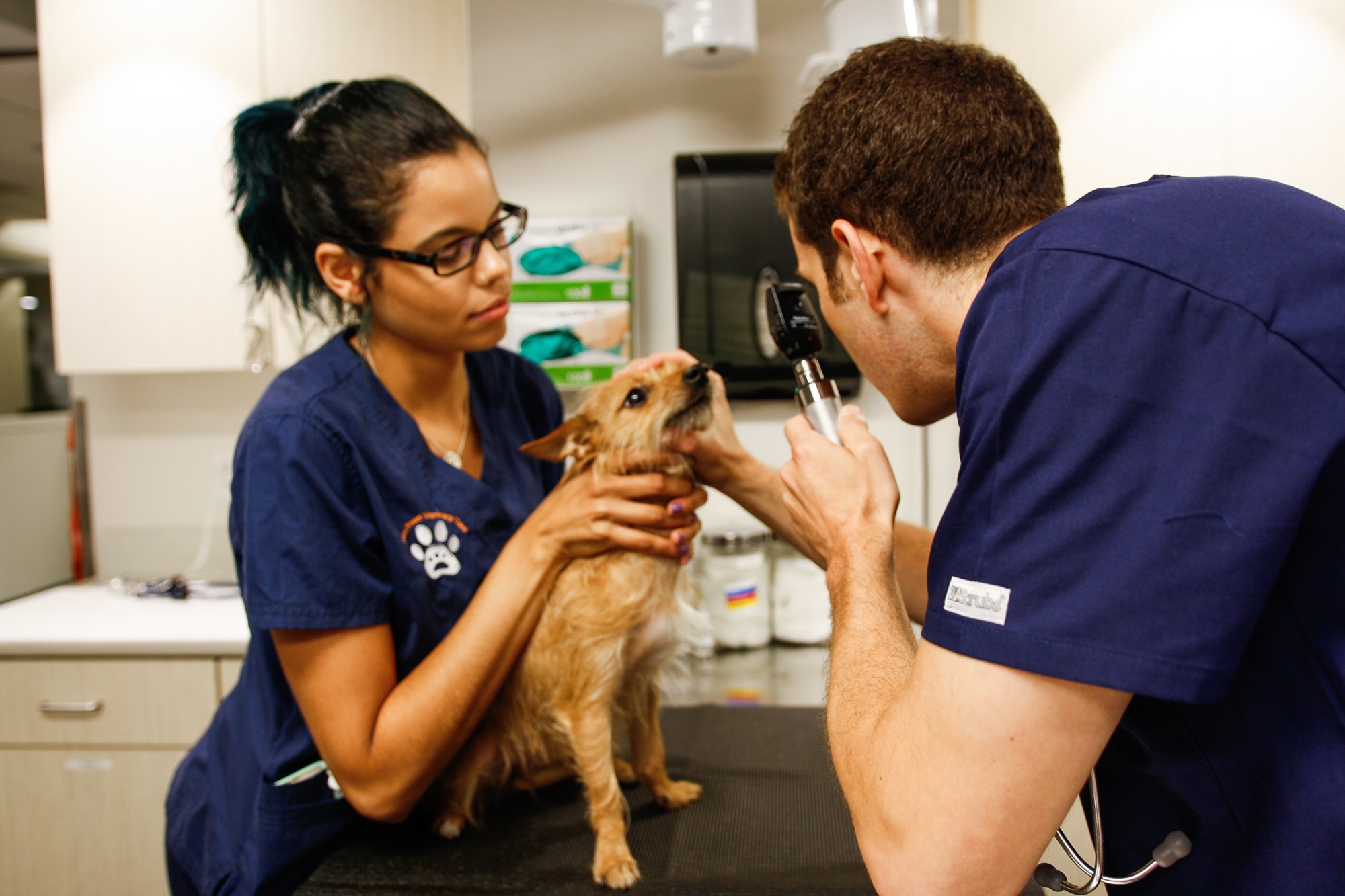 Pure Paws Veterinary Care