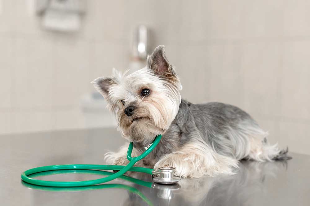 Pure Paws Veterinary Care - Diagnostic Care
