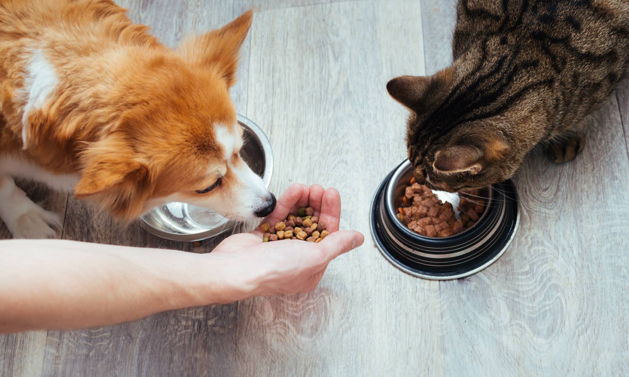 A Comprehensive Guide to Pet Nutrition: Choosing the Right Diet for Your Furry Friend