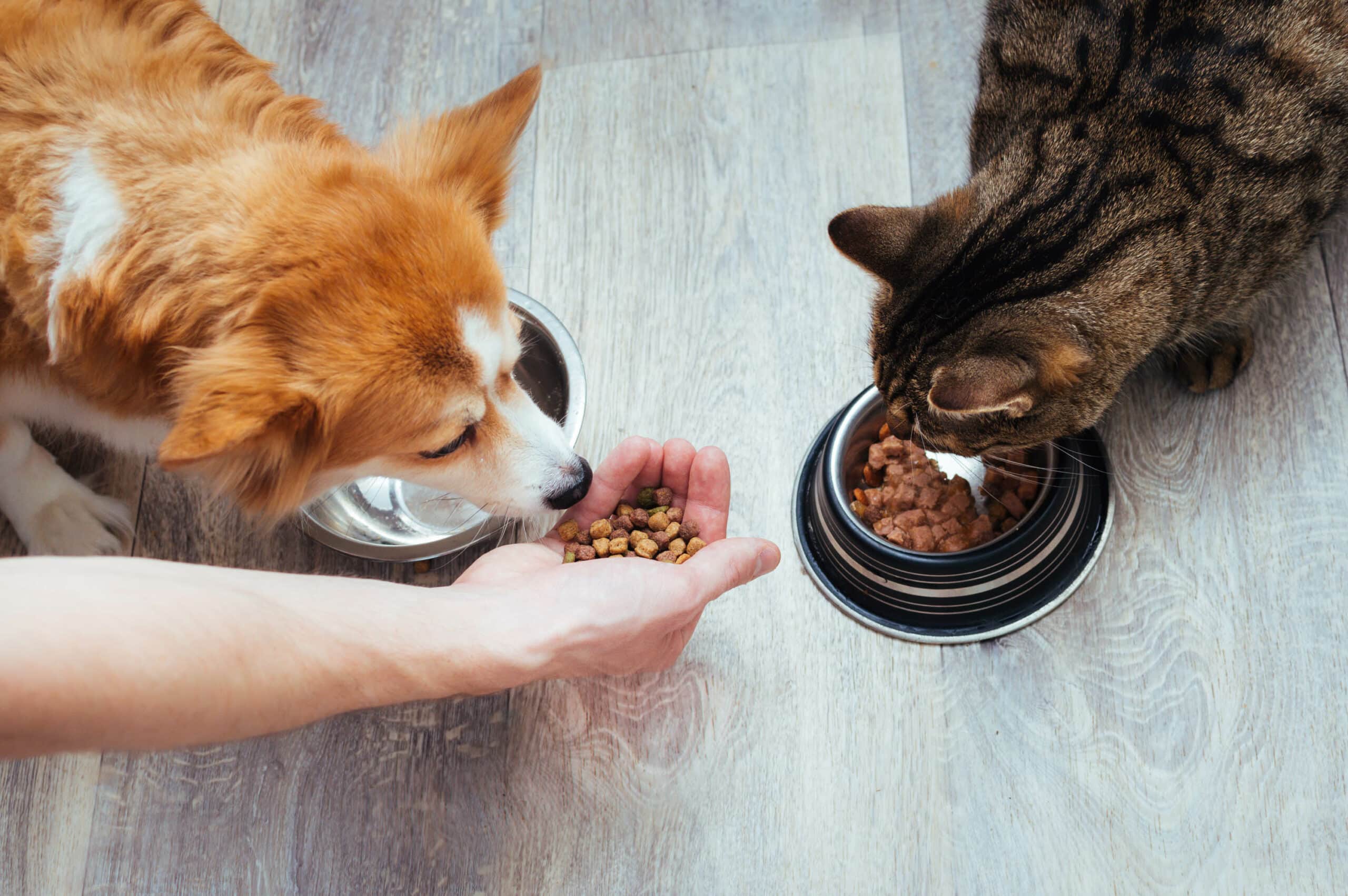 A Comprehensive Guide to Pet Nutrition: Choosing the Right Diet for Your Furry Friend