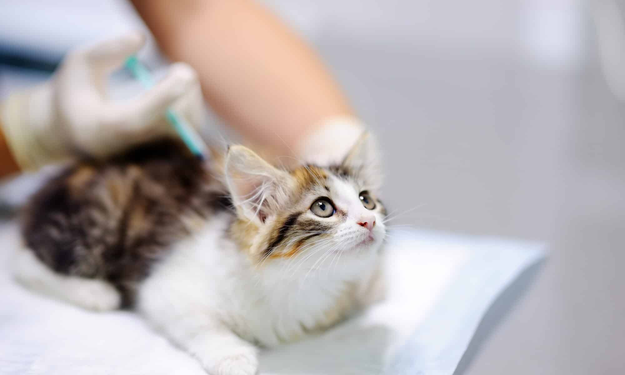 The Importance of Vaccinations for Your NYC Pet: What You Need to Know