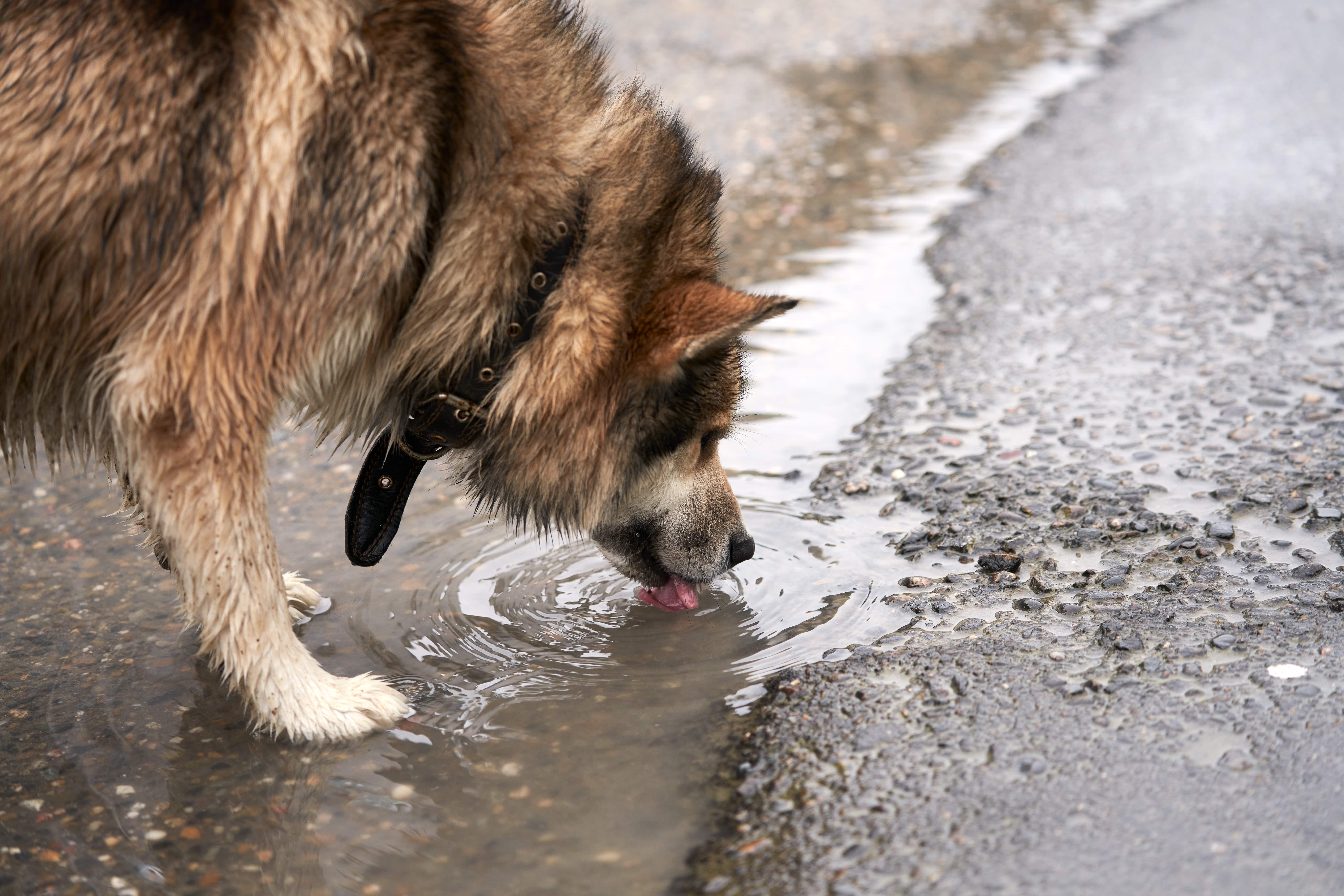 Leptospirosis in Dogs in NYC: Understanding the Risks and Prevention