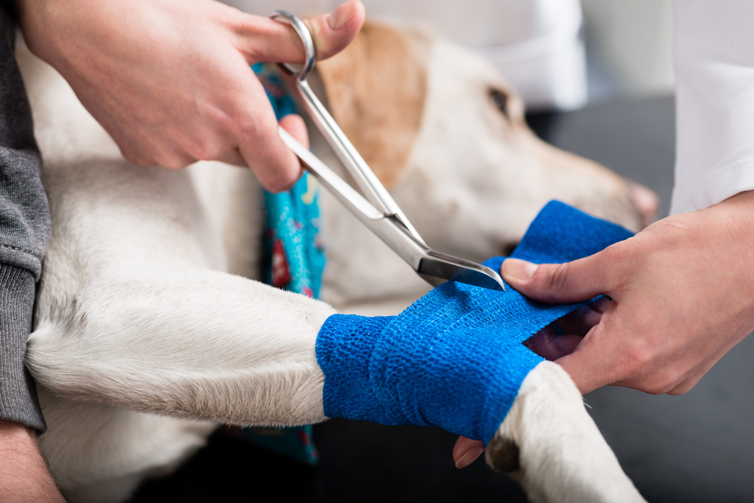 Pet Emergencies: How to Recognize Them and What to Do Next