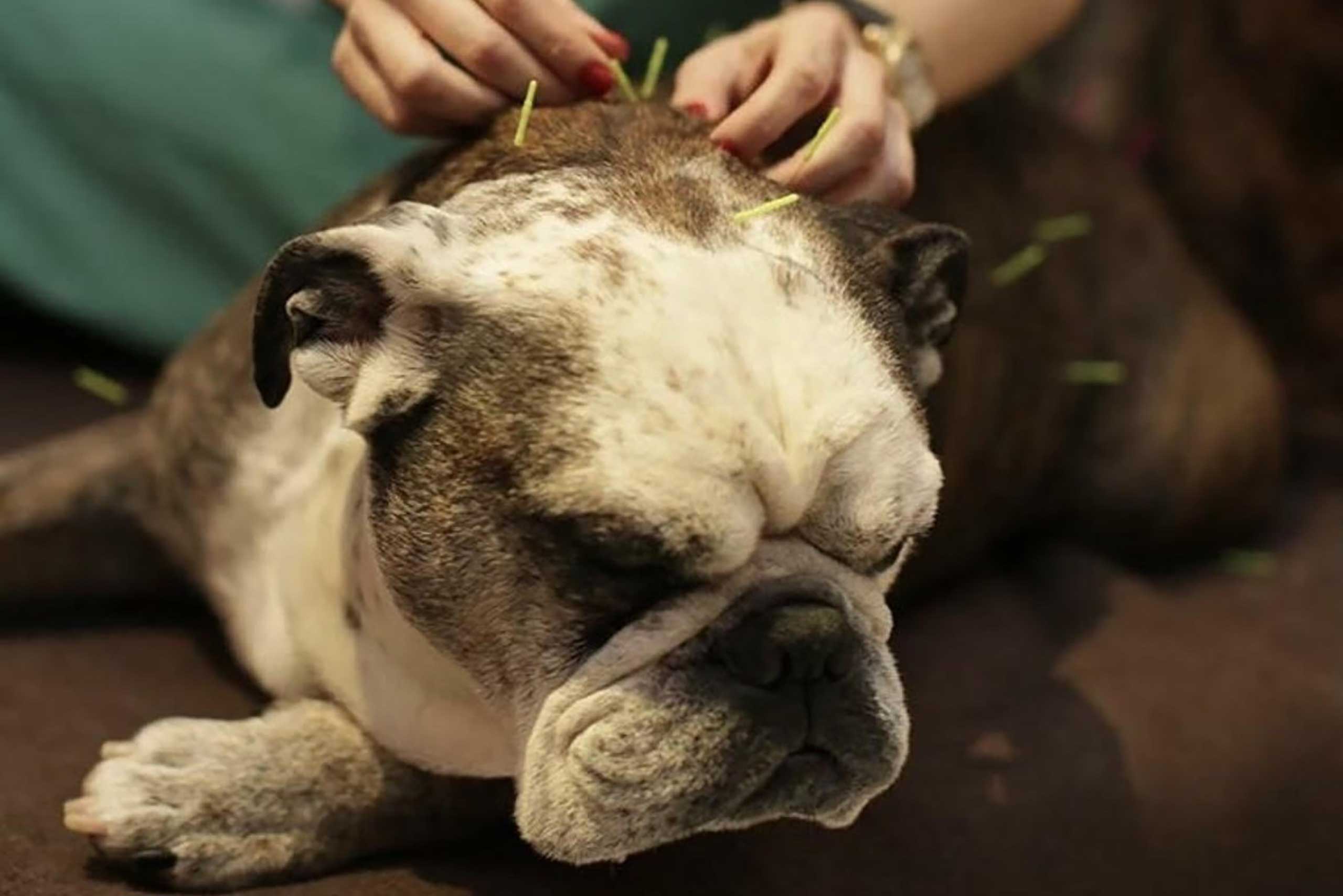 How Does Pet Acupuncture Work?