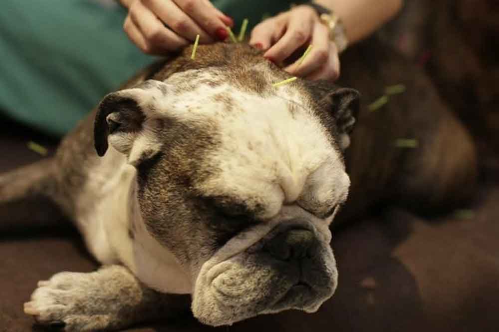 Pure Paws Veterinary Care - Acupuncture