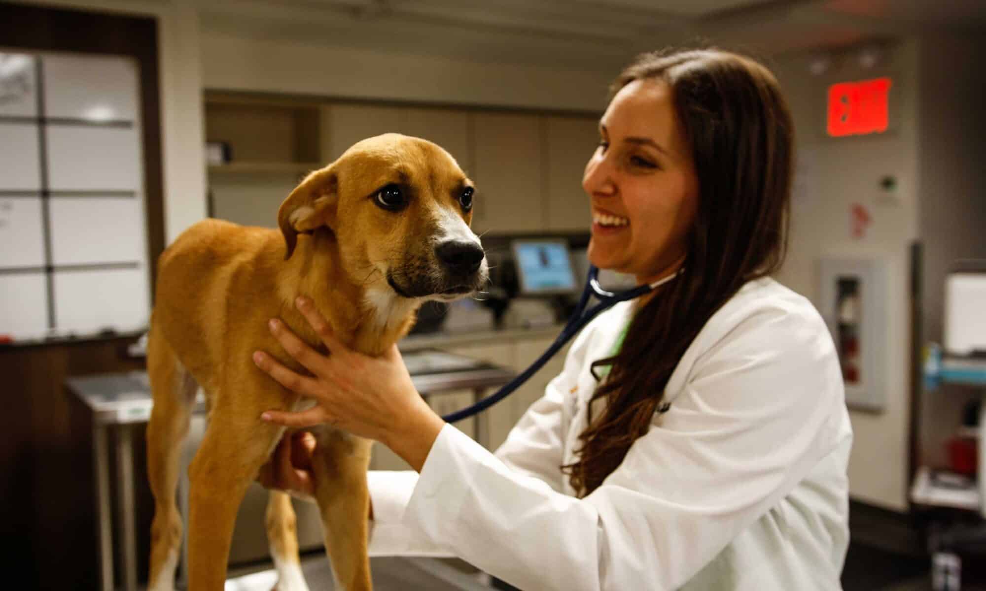 Interested in Pet Insurance? What You Need to Know