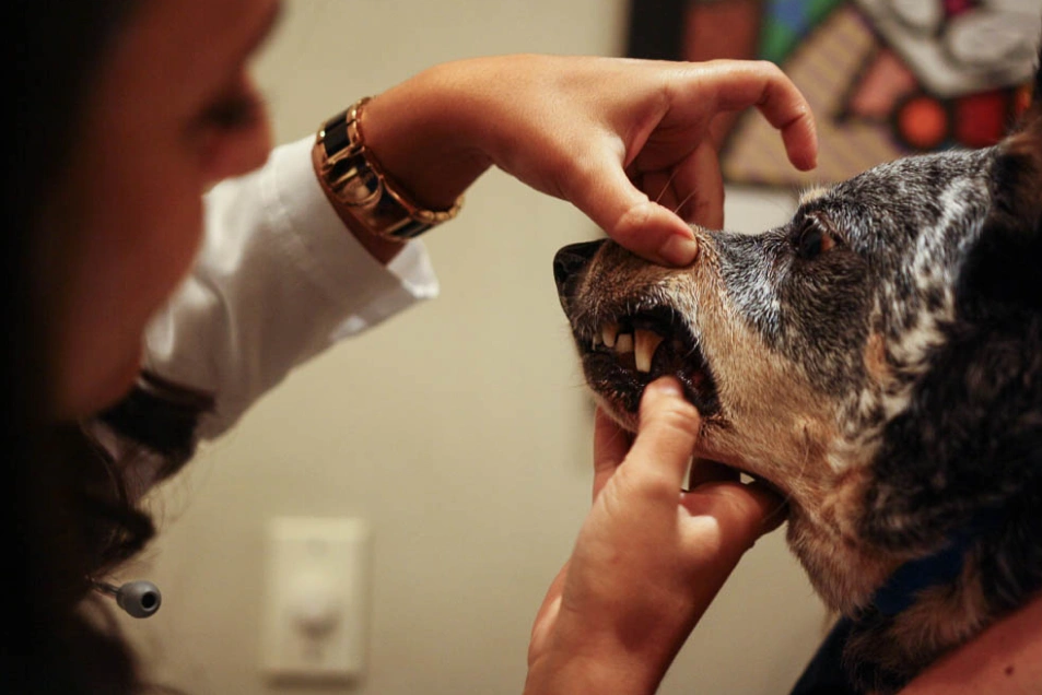 Healthy smiles, happy pets, Hell's Kitchen, New York City dentistry