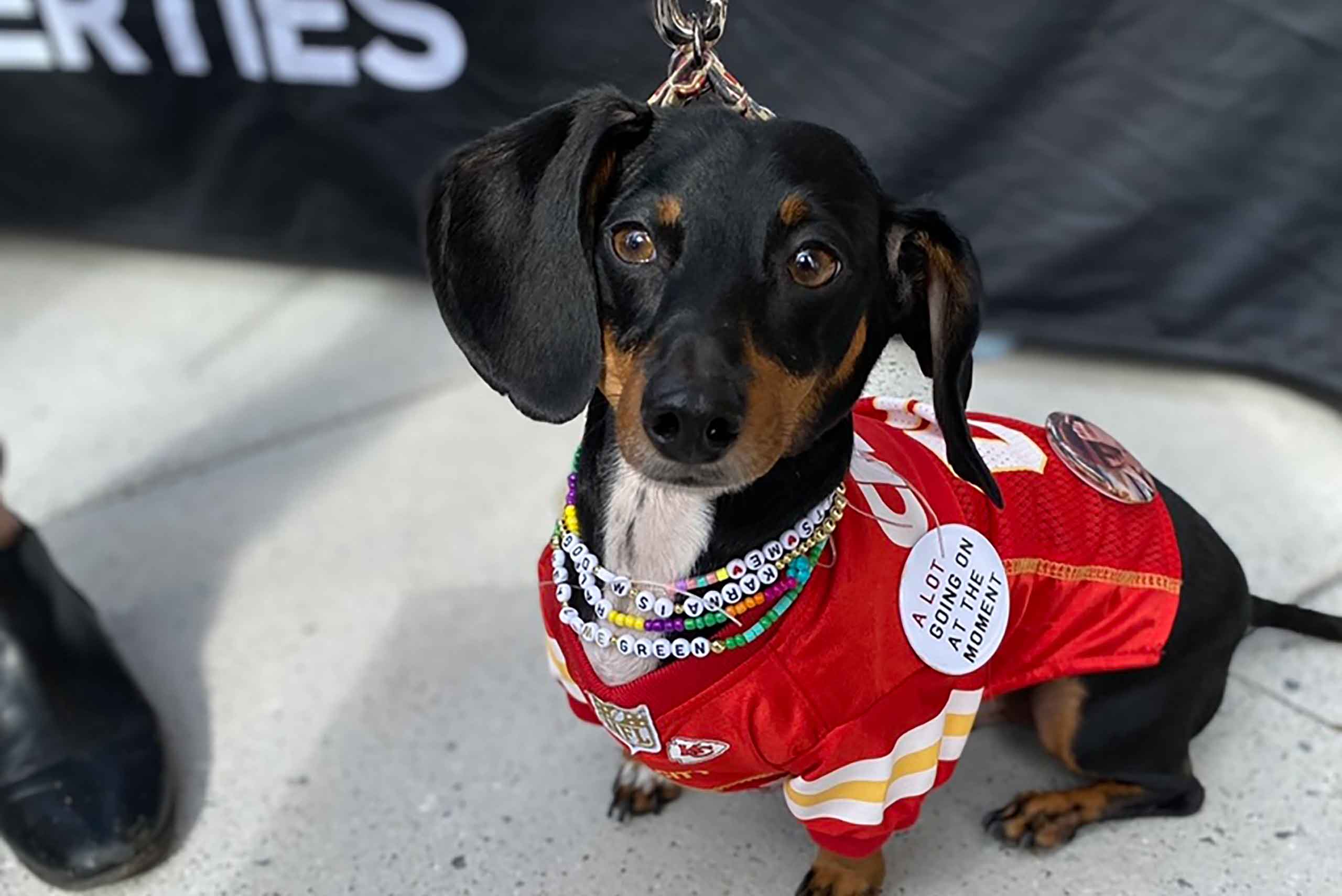Dog Halloween Pup