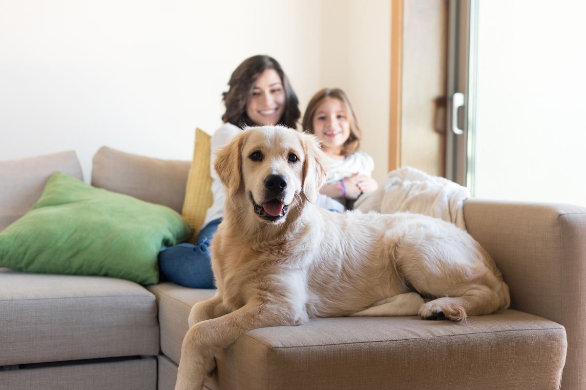 Is ACL Surgery Worth it for a Dog in manhattan NYC