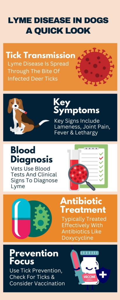 Silent Signals: Detecting the Dawn of Lyme in Your Furry Friend