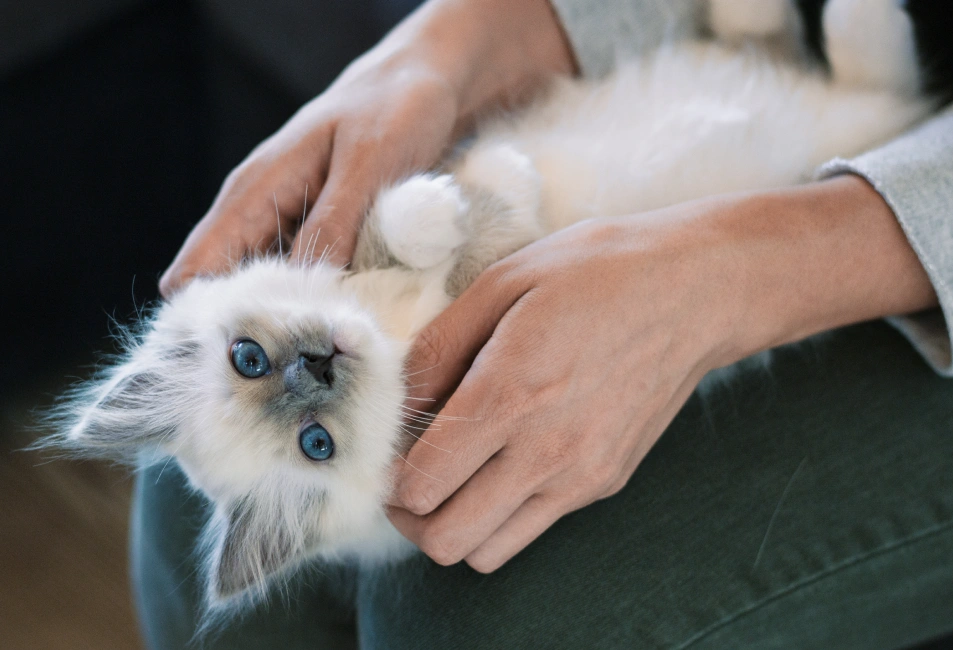 Healthy pets, happy lives, Hell's Kitchen, New York City