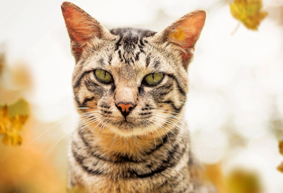 Healthy pets, happy lives, Hell's Kitchen, New York City
