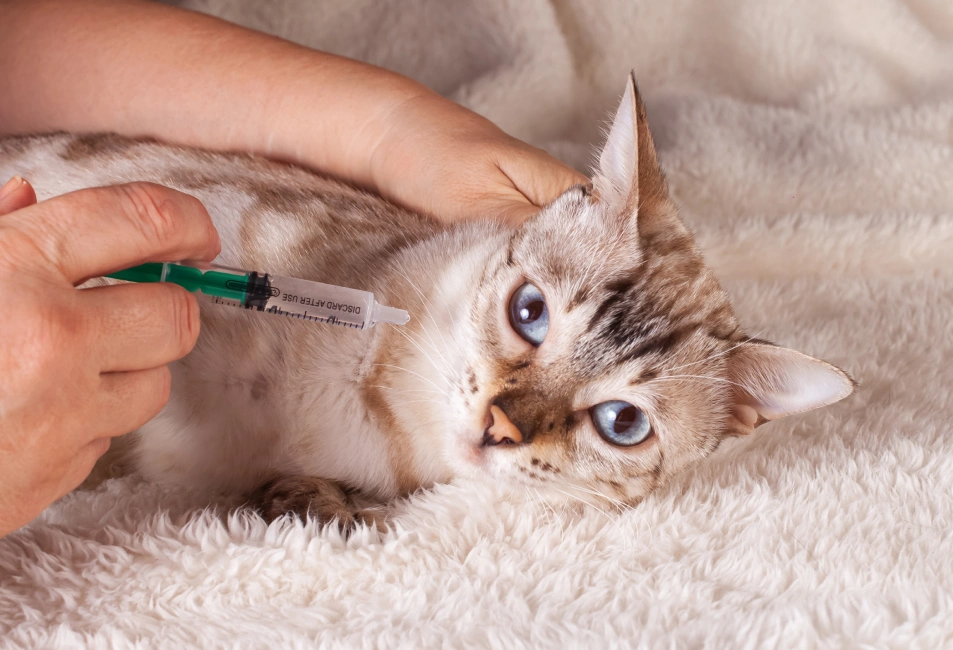 Unlocking pet advanced Diagnostics, right here, NYC