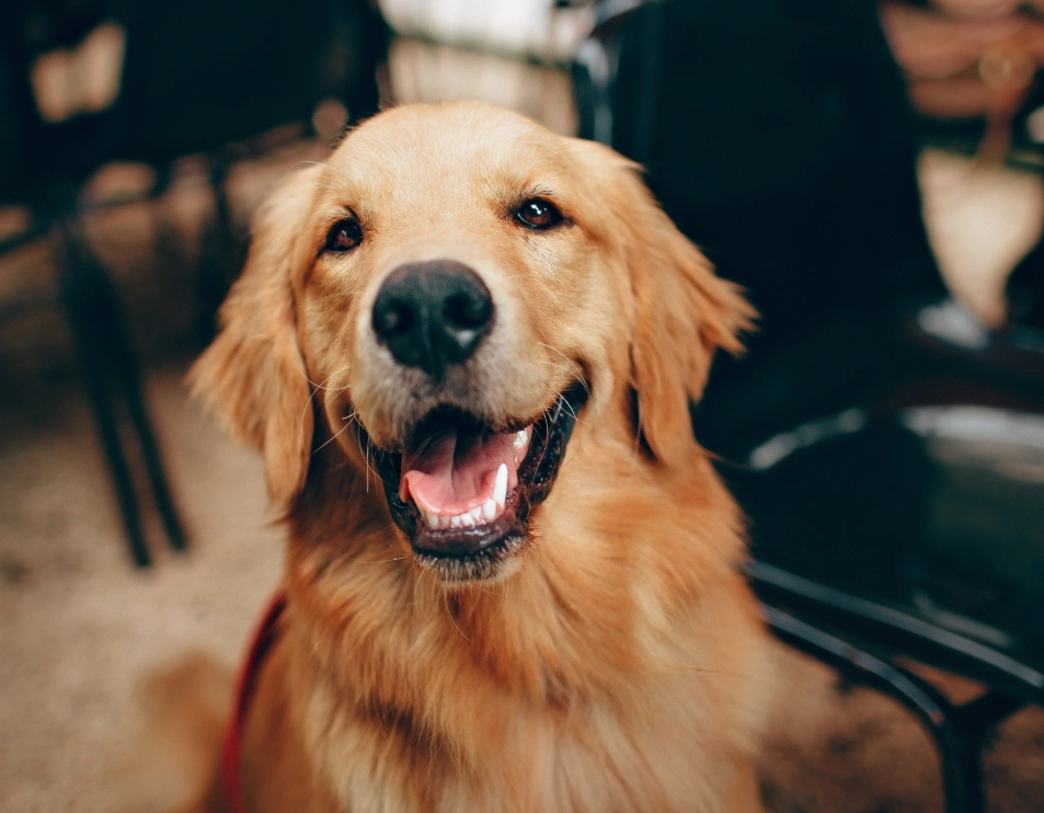 Unlocking pet advanced Diagnostics, right here, NYC