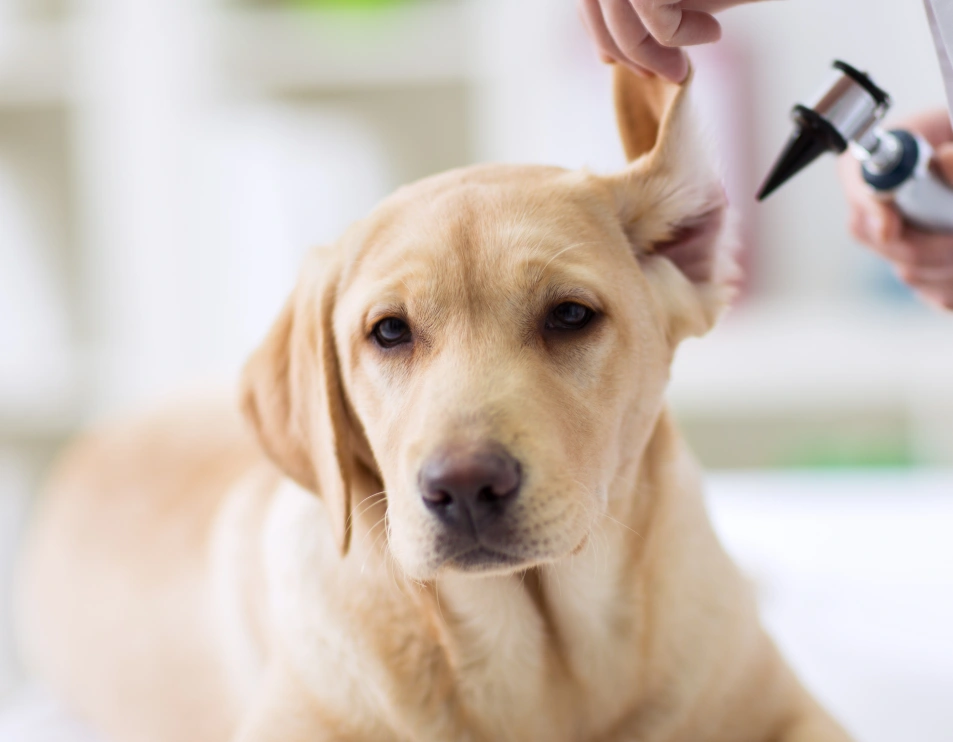 Unlocking pet advanced Diagnostics, right here, NYC