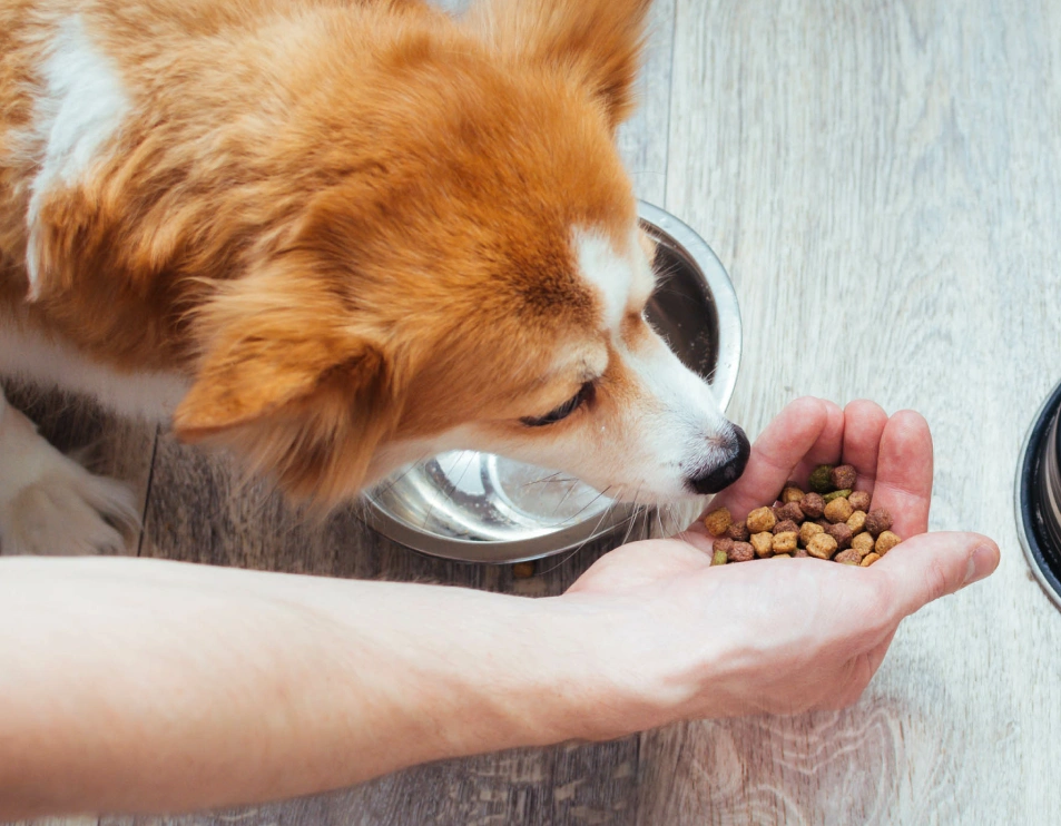 Unlocking pet advanced Diagnostics, right here, NYC