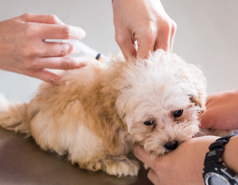 Unlocking pet advanced Diagnostics, right here, NYC