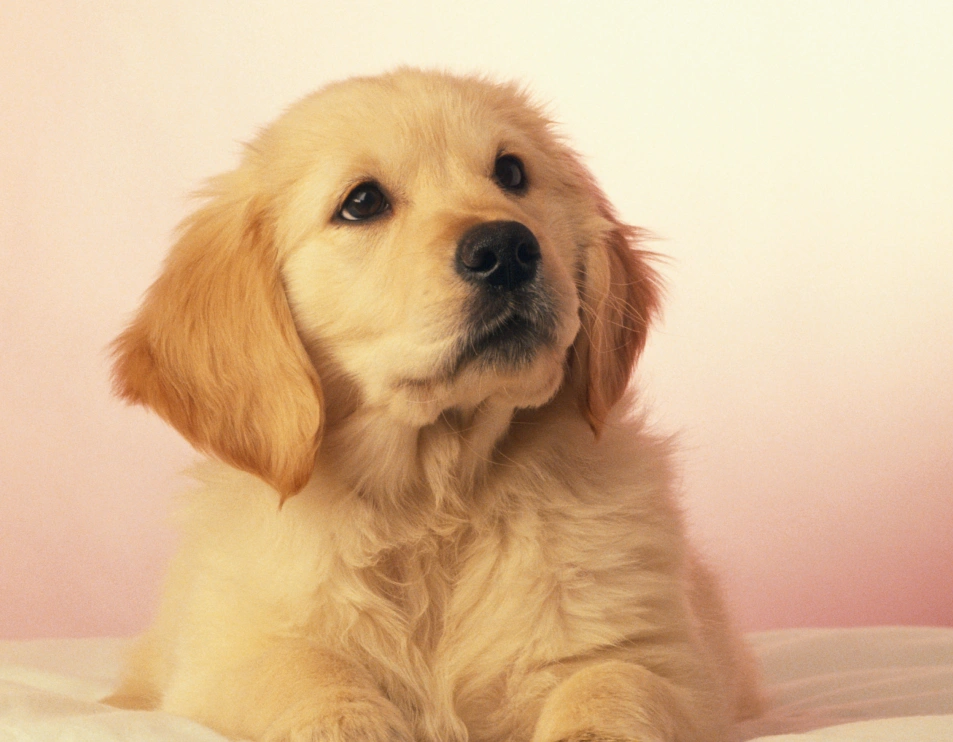 Healthy pets, happy lives, Hell's Kitchen, New York City