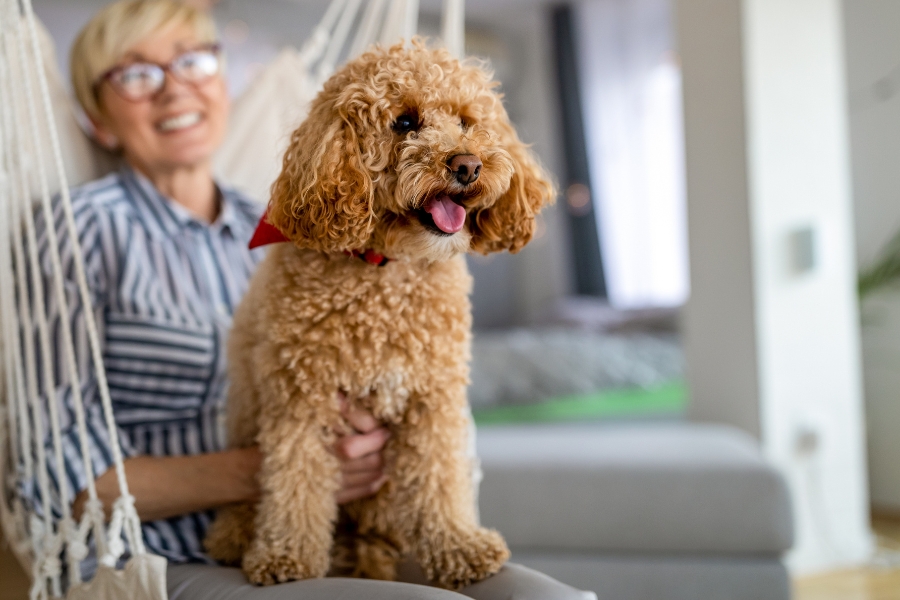 Cockapoo