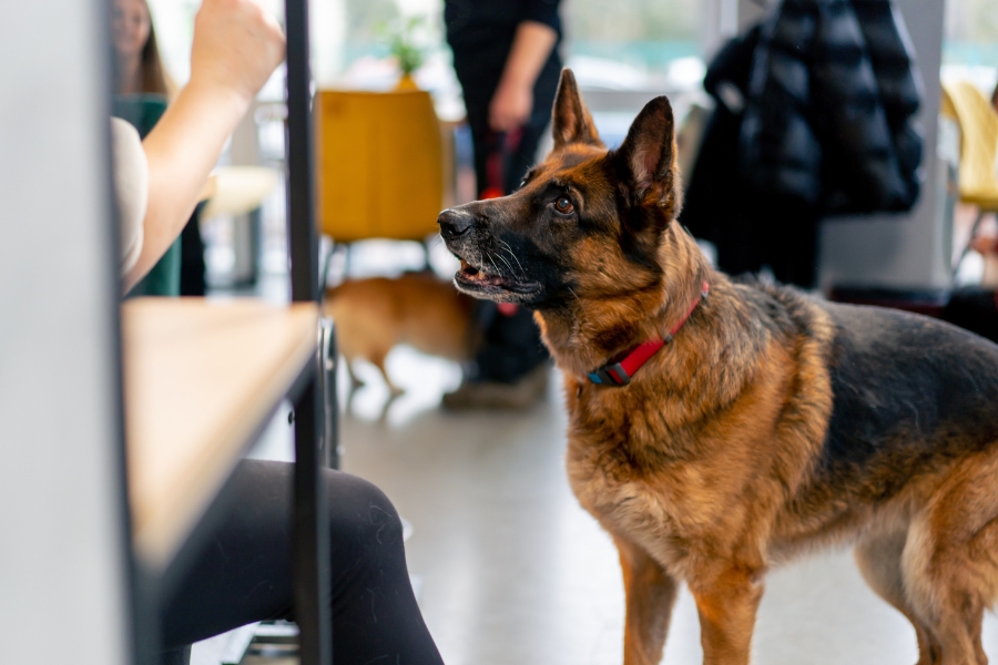 German Shepherd