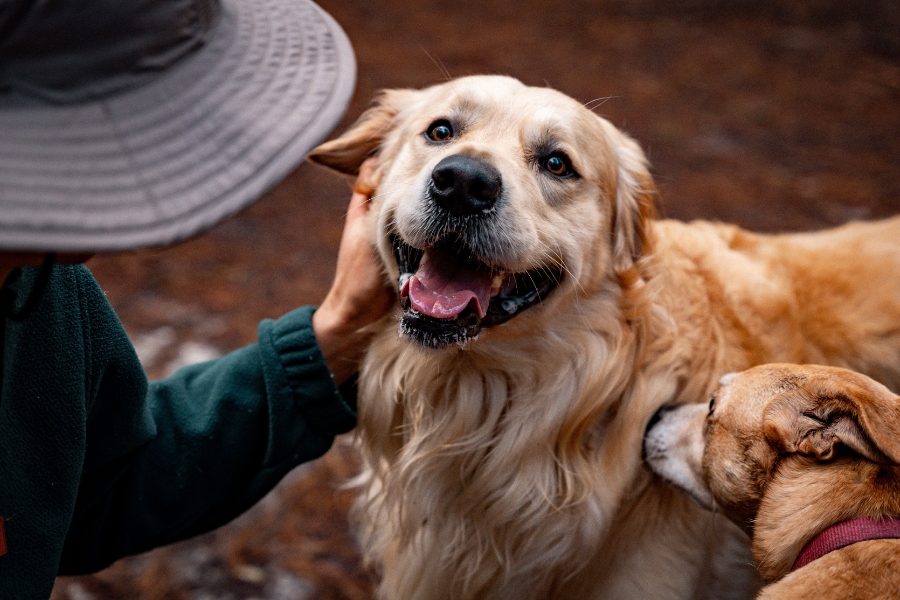 Golden Retriever