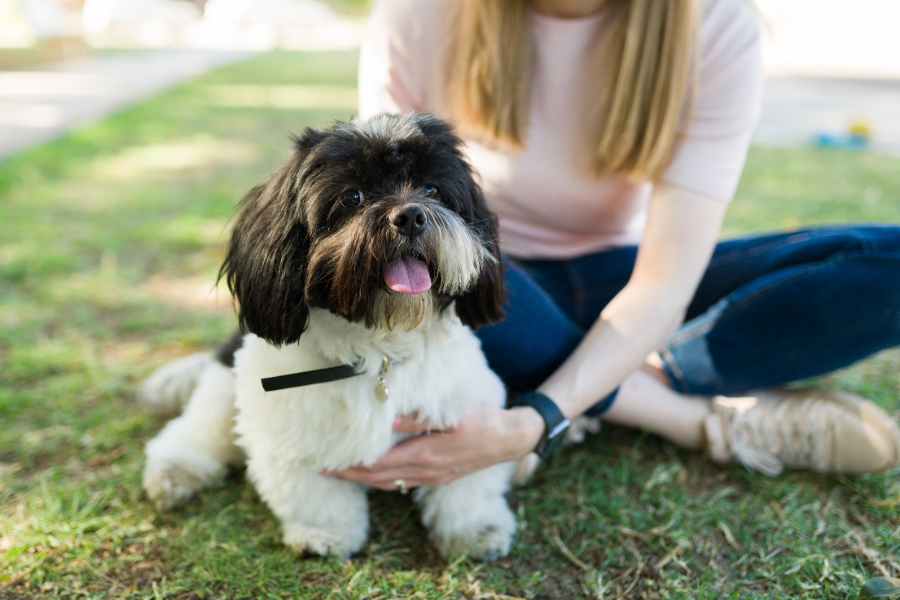 Havanese