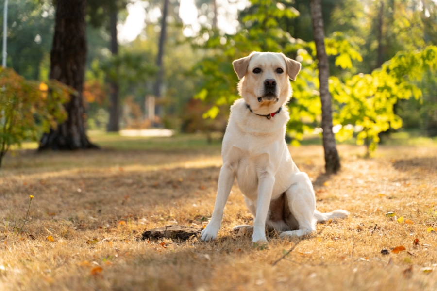 Labrador Retriever