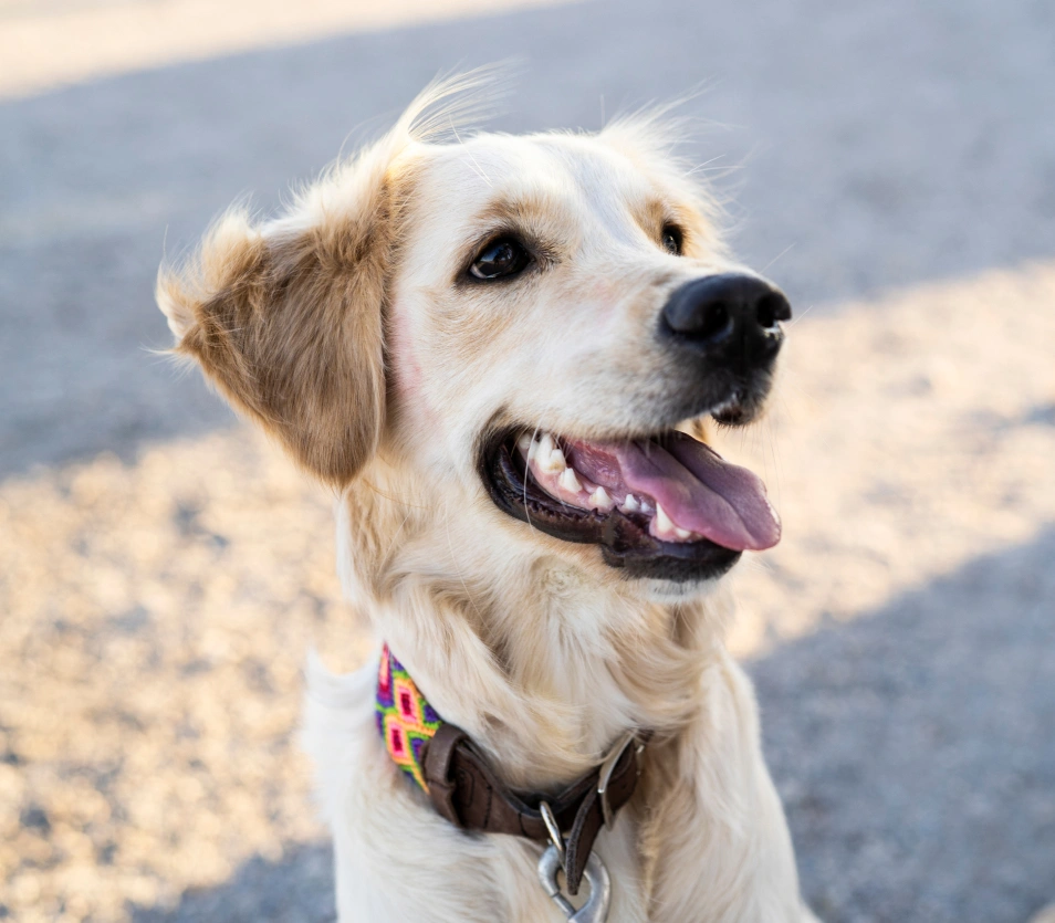 Unlocking pet advanced Diagnostics, right here, NYC