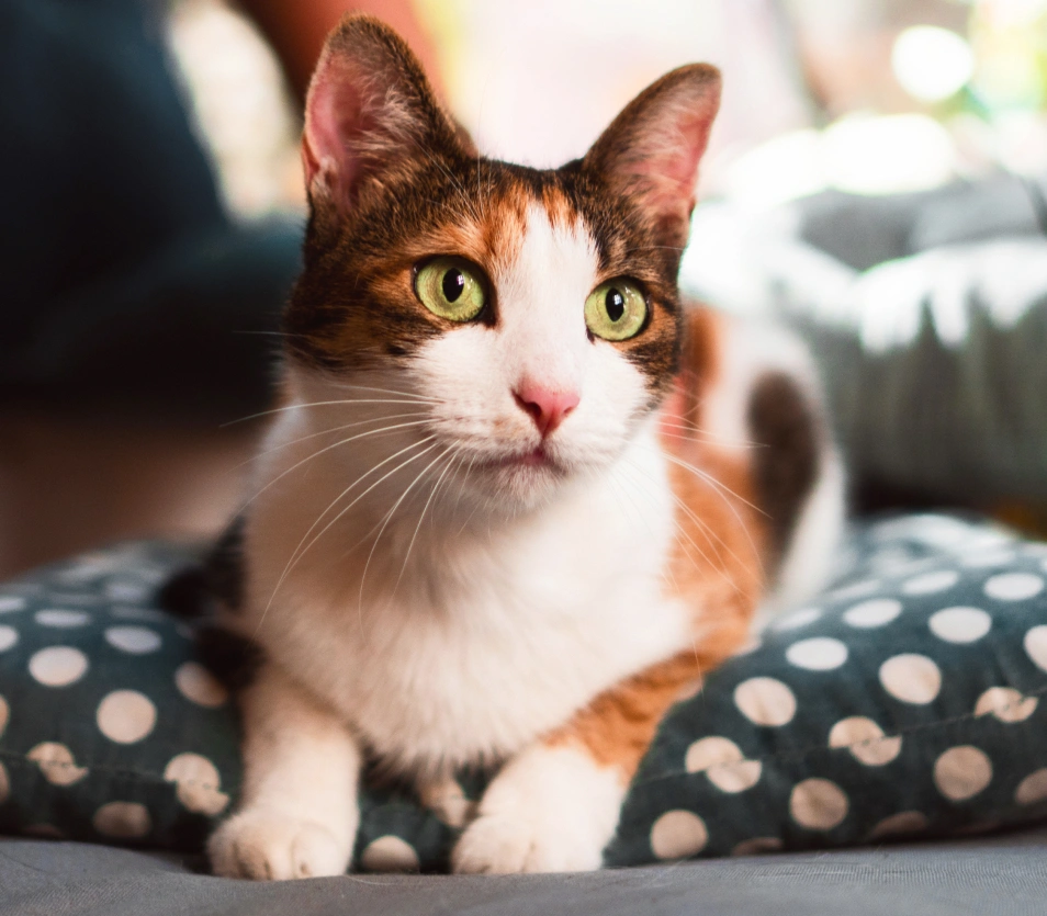 Unlocking pet advanced Diagnostics, right here, NYC