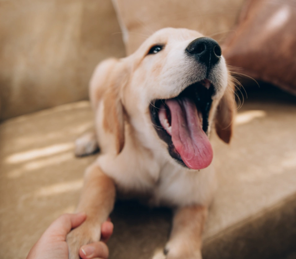 Unlocking pet advanced Diagnostics, right here, NYC