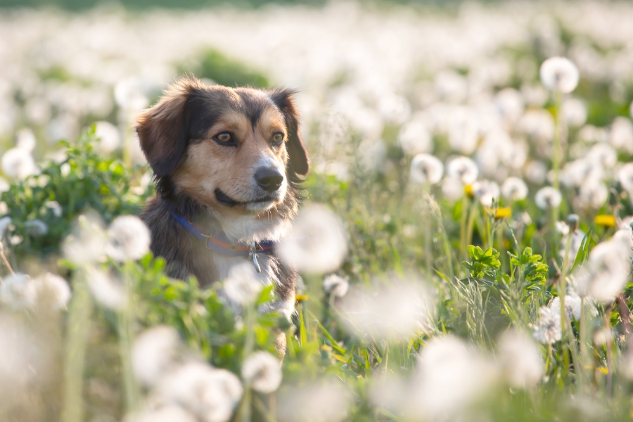 natural-home-remedies-for-dog-allergies