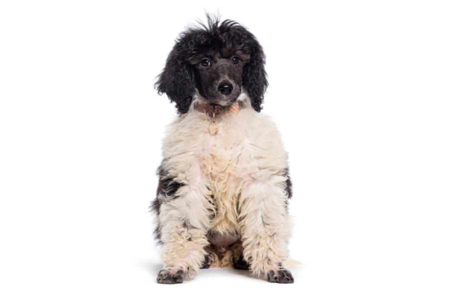 Poodle
