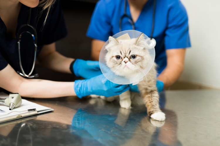 how-spaying-or-neutering-supports-your-cats-health