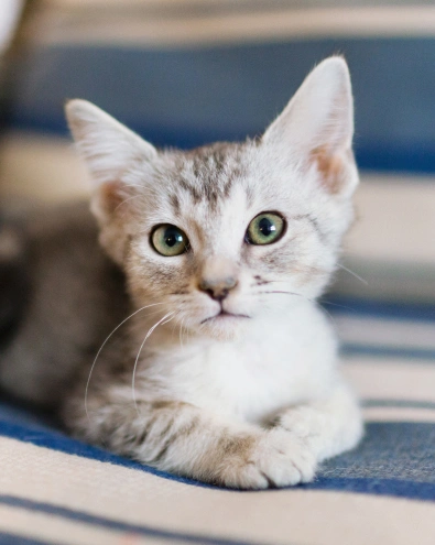 Why Choose Pure Paws Veterinary Care for Your Pet Near Jersey