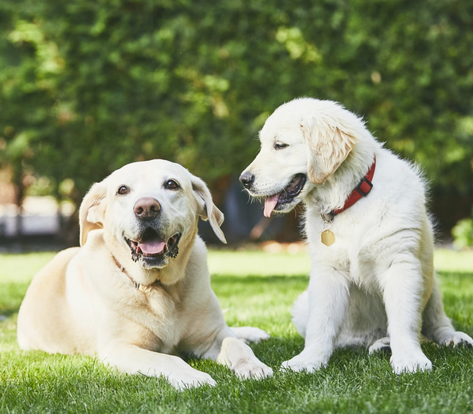 Veterinarian near jersey city