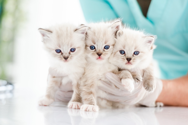 kittens-first-wellness-visit