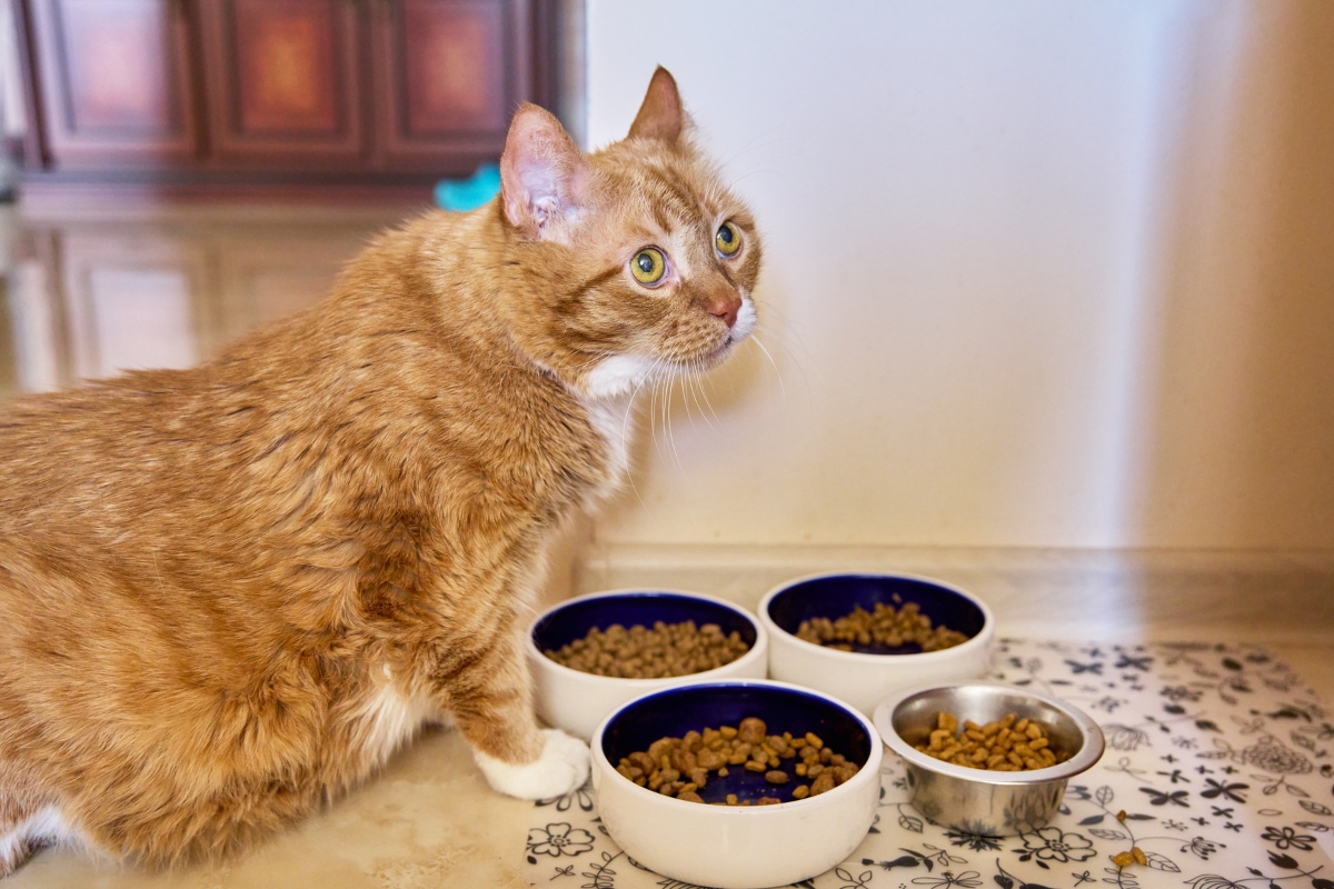 senior-cat-nutrition