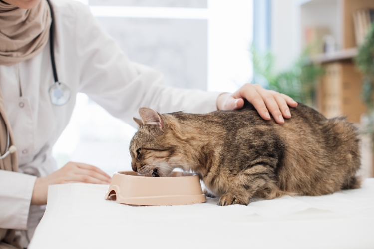 can-your-pet-eat-before-surgery