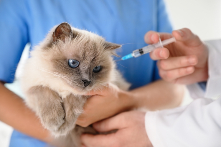 core-and-non-core-cat-vaccines