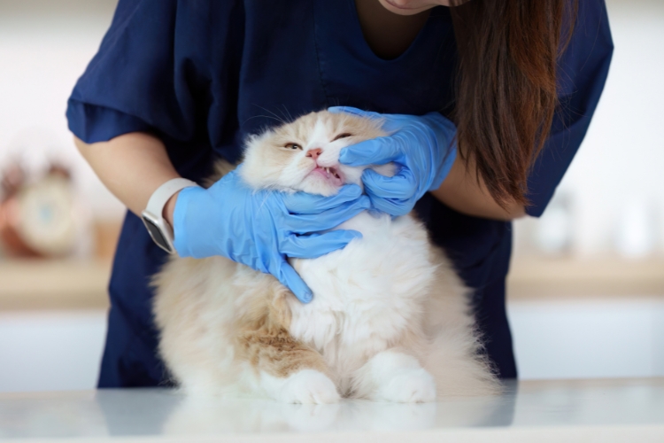 do-cats-really-need-professional-teeth-cleaning
