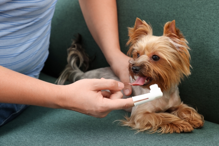 early-prevention-strategies-for-puppy-dental-care