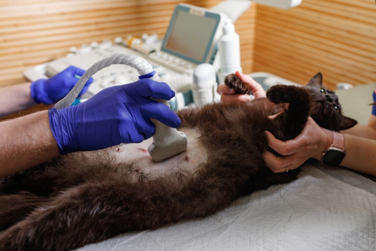 how-veterinarians-combine-multiple-diagnostic-services-for-complex-cases