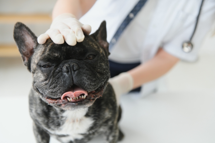 how-veterinarians-spot-silent-health-threats