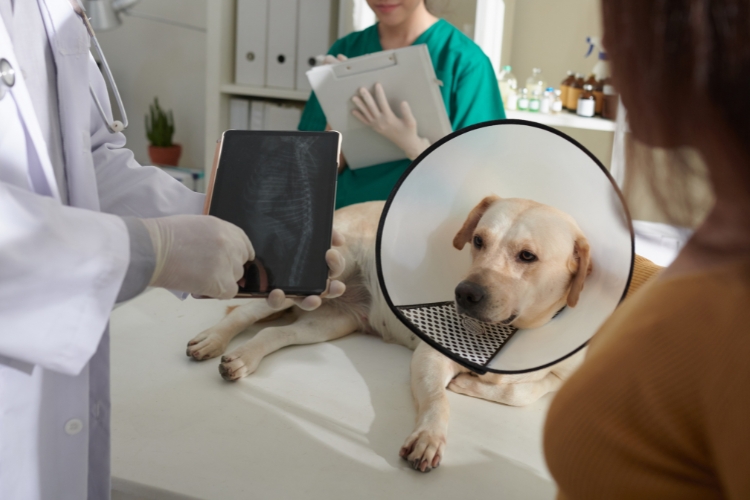 signs-of-internal-injury-in-pets-that-may-require-urgent-surgery