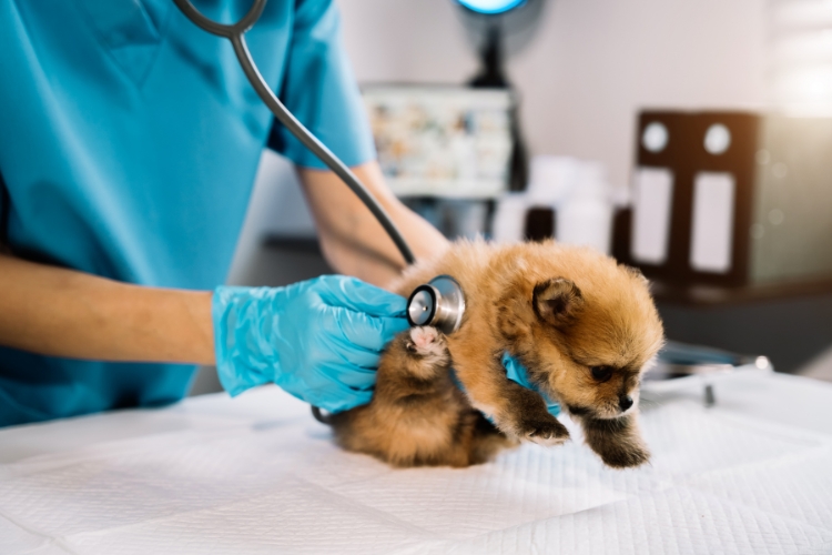 wellness-exams-should-be-a-top-priority-for-your-new-dog