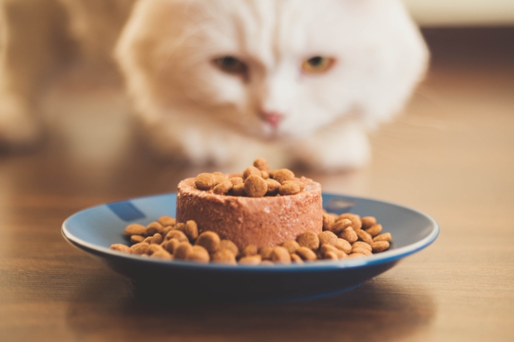 balanced-diet-really-looks-like-for-cats