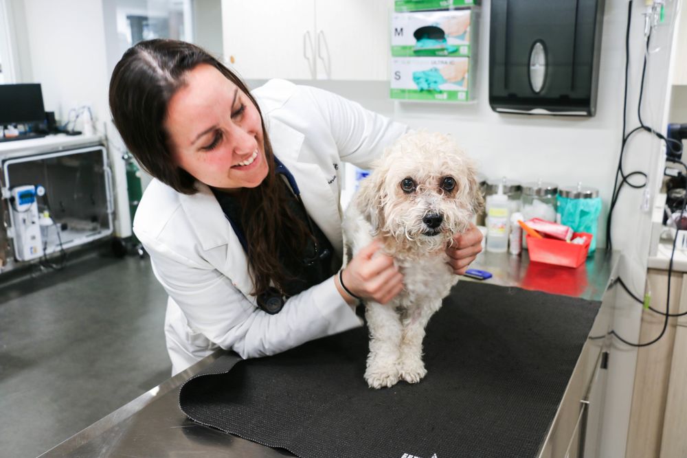 common-pet-owner-mistakes-veterinarian-guide-nyc