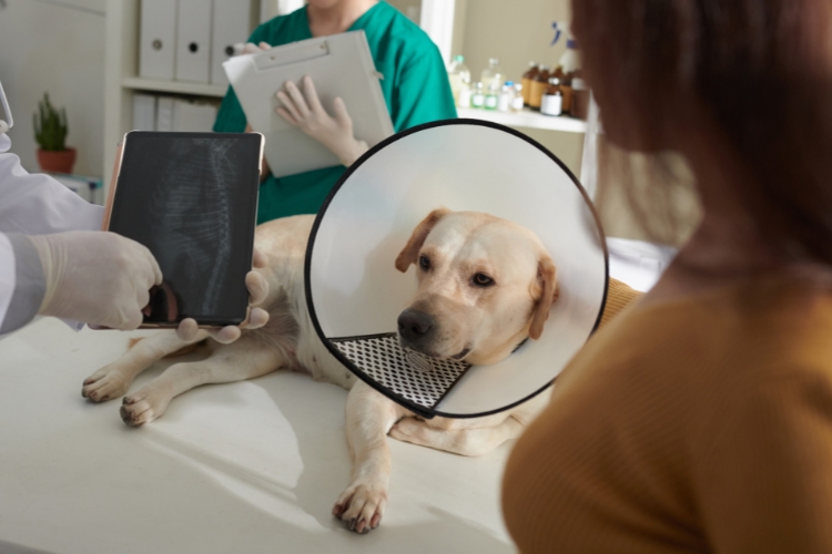 early-surgical-intervention-can-save-your-pets-health-and-reduce-complications