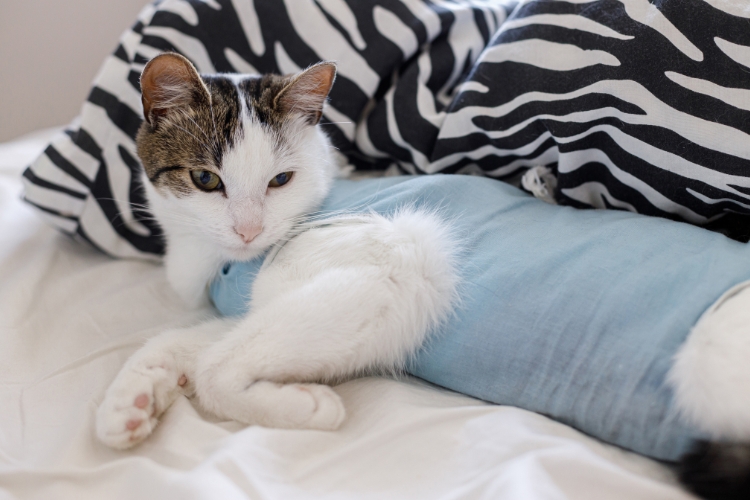 facts-about-spaying-and-neutering-every-pet-owner-should-know