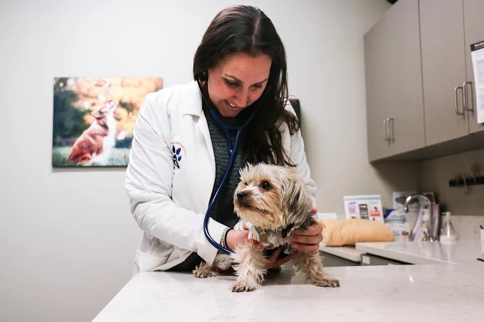 how-veterinarians-use-wellness-exams-to-detect-disease-early